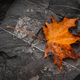Illustration for article titled Shooting Challenge Fall Leaves Gallery 3